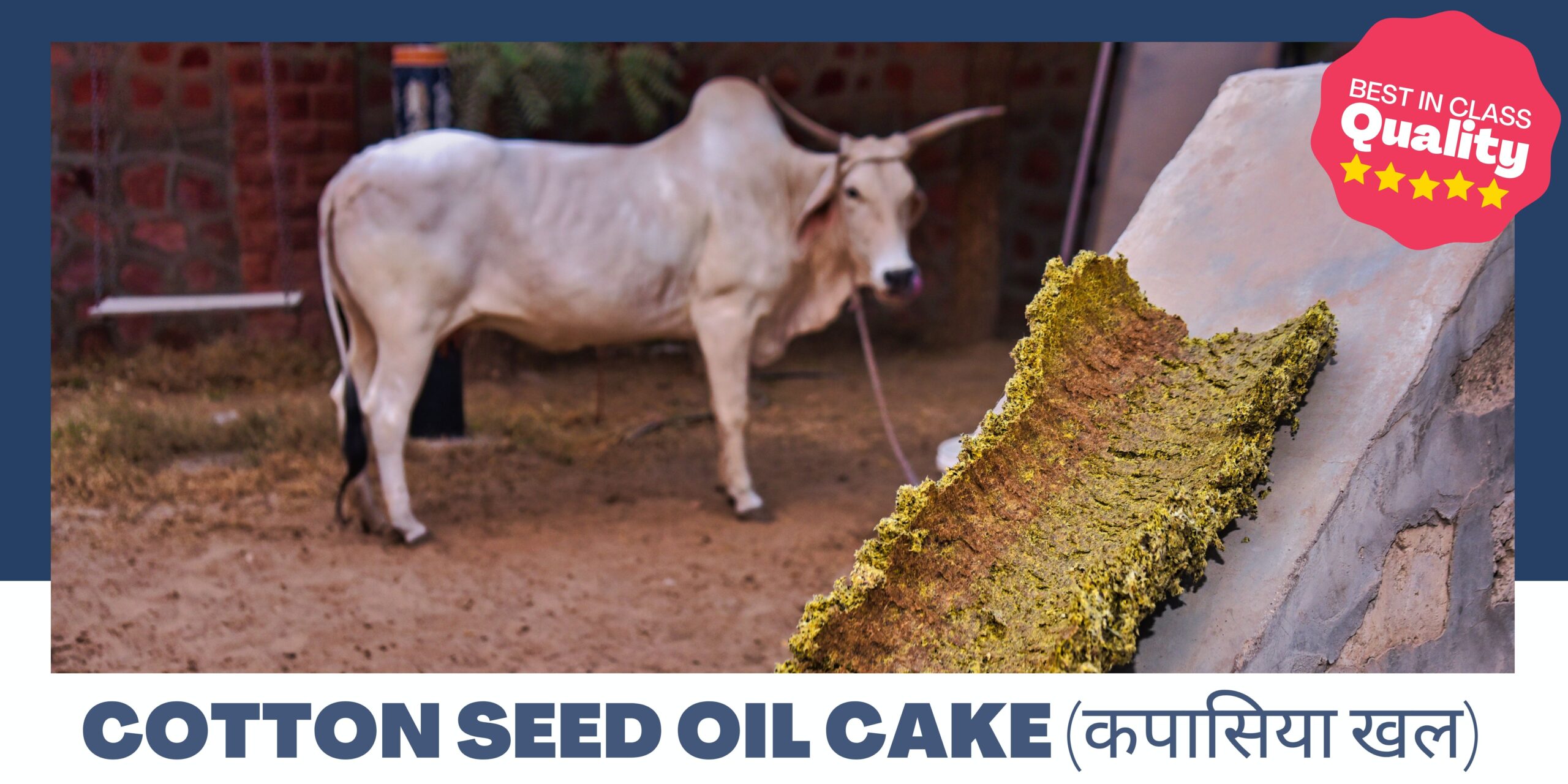 Cotton Seed Oil Cake, For Cattle Feed, Packaging Type: PP Bag at Rs  2950/tonne in Jaipur